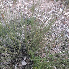 Equisetum × moorei