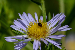 Phalacridae