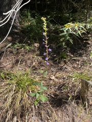 Lobelia puberula