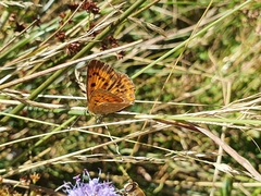 Lycaena virgaureae