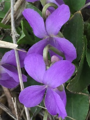 Viola ambigua