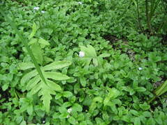 Myosotis scorpioides