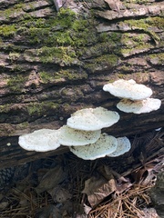 Trametes lactinea