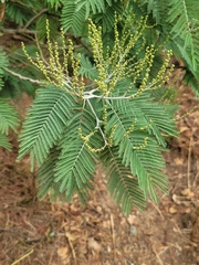 Acacia dealbata