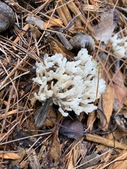 Sebacina schweinitzii