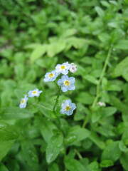Myosotis scorpioides