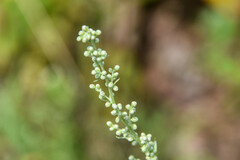Artemisia campestris
