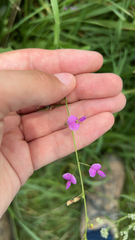 Desmodium paniculatum