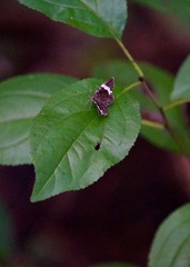 Trichodezia albovittata