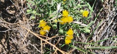 Solidago velutina
