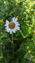 Leucanthemum vulgare