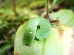 Euplexia