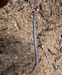 Agkistrodon contortrix