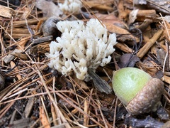 Sebacina schweinitzii