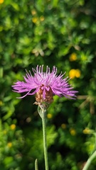Centaurea jacea