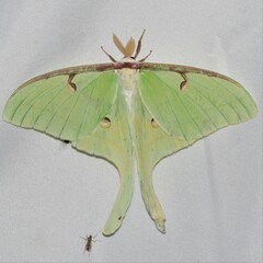 Actias luna