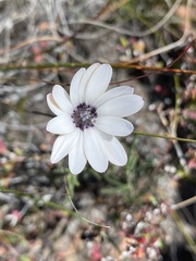 Dimorphotheca montana