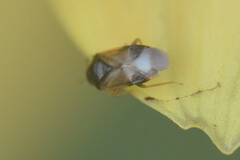 Anthocoridae