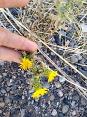 Grindelia squarrosa