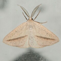 Lychnosea intermicata