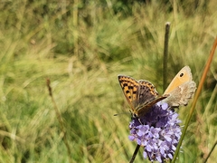 Lycaena tityrus