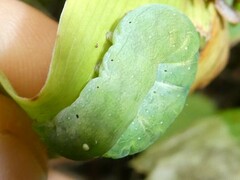 Euplexia