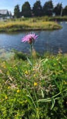 Centaurea jacea
