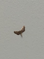 Hypsopygia
