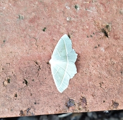 Campaea margaritaria