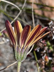 Dimorphotheca montana