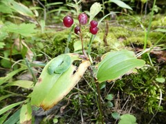 Maianthemum canadense