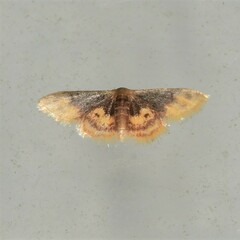 Idaea scintillularia