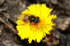 Cheilosia grossa