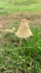 Leucocoprinus birnbaumii