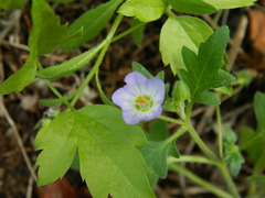 Nemophila kirtleyi