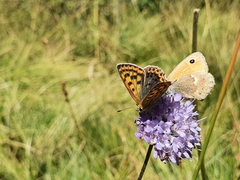 Lycaena tityrus