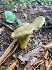 Retiboletus ornatipes