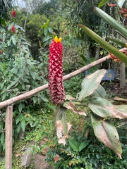Costus