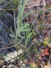 Dimorphotheca montana