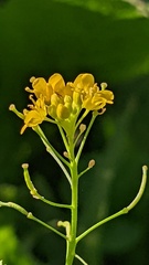 Rorippa sylvestris