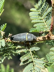 Hippomelas sphenicus