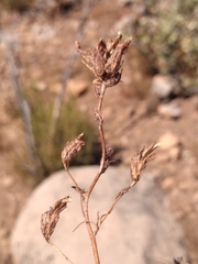 Cordylanthus rigidus rigidus