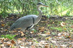 Ardea cinerea