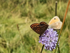 Lycaena tityrus