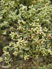 Baccharis pilularis