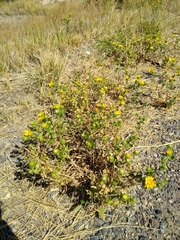 Grindelia squarrosa