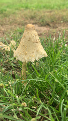 Leucocoprinus birnbaumii