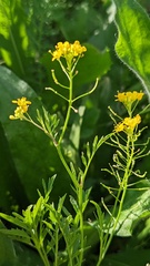 Rorippa sylvestris