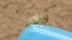Chrysomeloidea