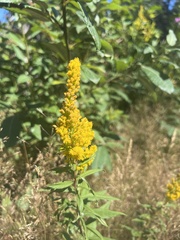 Solidago lepida